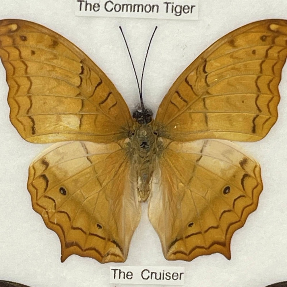REAL LIFE: Framed Butterflies Specimens Common Tiger Cruiser Archduke 8" Vintage - Picture 4 of 12